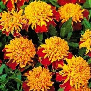 Насіння Чорнобривці Око тигра (вага)