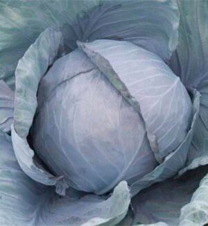 Насіння Капуста червоноголова Лангендейкер Ред (вага)