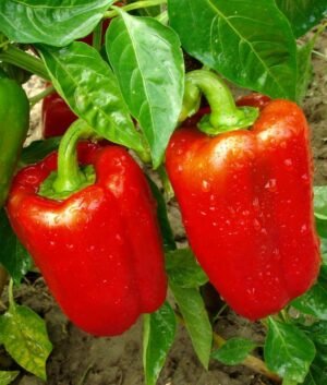 Насіння Перець солодкий схожість 30 % (вага)