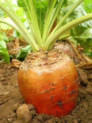 Кормовий буряк