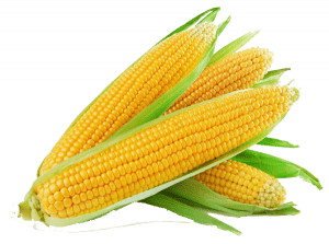 Кукурудза