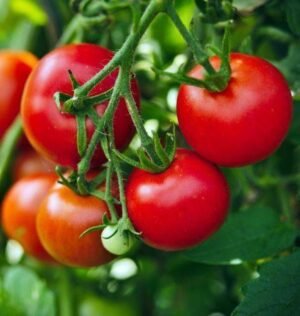 Насіння Помідор круглий схожість 40 %(вага)