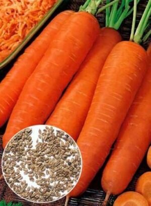 Насіння Морква Польша схожесть 72 % (вага)