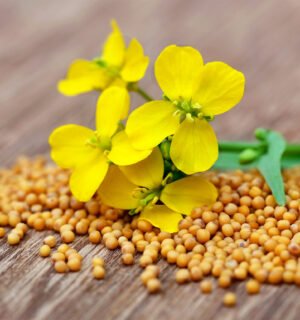 Насіння Гірчиця жовта (сидерат) 1 кг