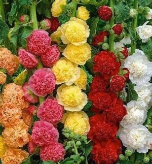 Насіння Мальва махрова (вага)