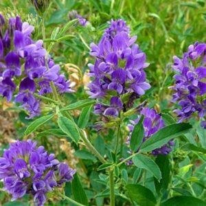 Насіння Люцерна сорт Надія (магнічена) 1 кг.