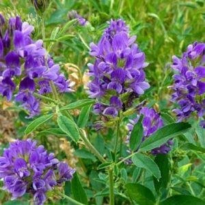 Люцерна (вага)