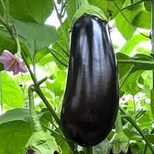 Насіння Баклажан схожість 30 % (вага)
