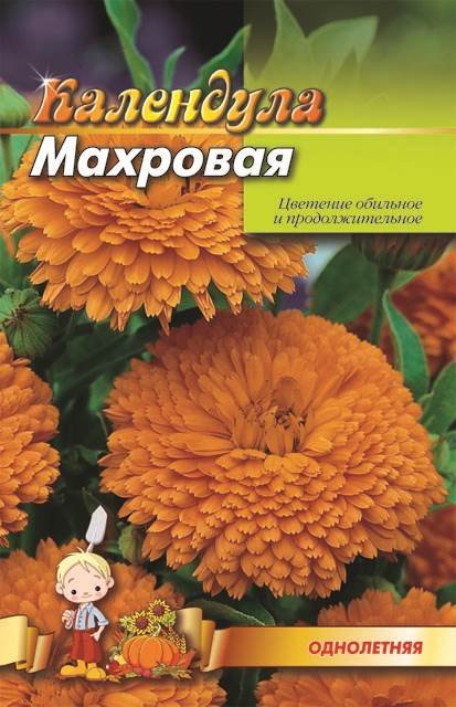 Насіння Нагітки (2 г)