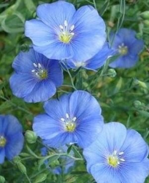 Насіння Льон блакитний (вага)