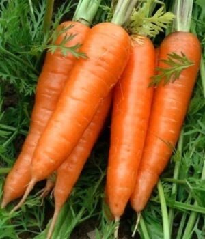 Насіння Морква Вітамінна 6 (вага)
