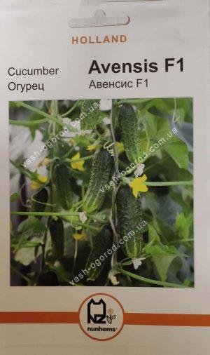Насіння Огірок Авенсіс F1 (1 г.) голлан.