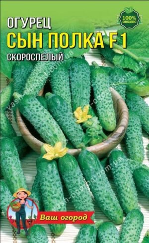 Насіння Огірок Син полка F1 (1 г.)
