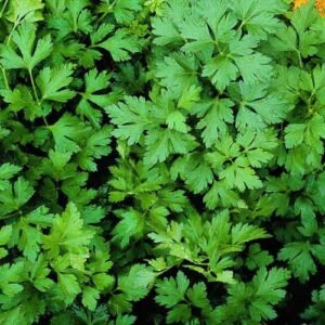 Насіння Петрушка листова Гігантела (вага)