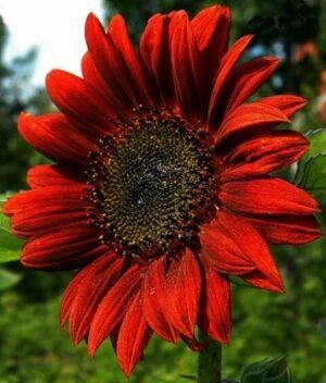 Насіння Соняшник Червоне сонечко (вага)