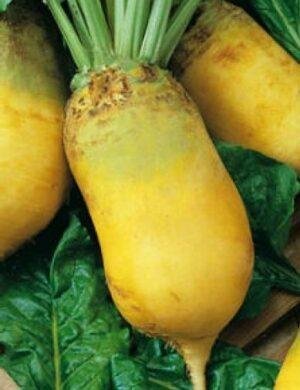 Насіння Кормовий буряк Урсус Полі ( Польща) 0,3 кг.