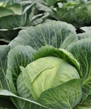 Насіння Капуста схожість 35 % (вага)