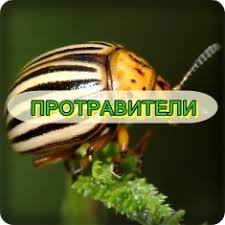 Протруєння насіння та картоплі від шкідників