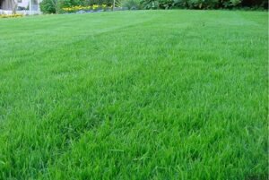 Газонна трава Універсальна 1 кг.